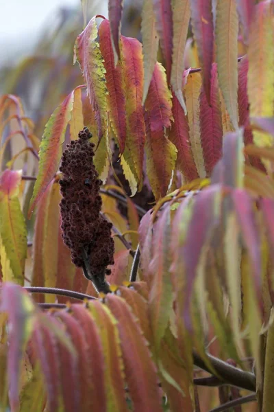 Hermosos colores de otoño en las hojas — Foto de Stock