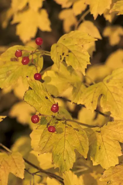 Mooie herfst kleuren op de bladeren — Stockfoto