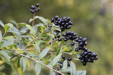 yaprakların üzerine güzel sonbahar renkleri
