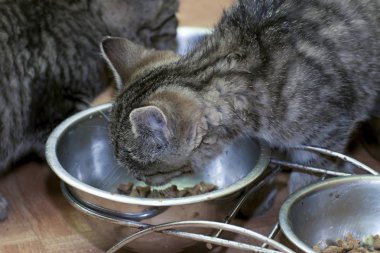 küçük tabby yavru kedi oyun