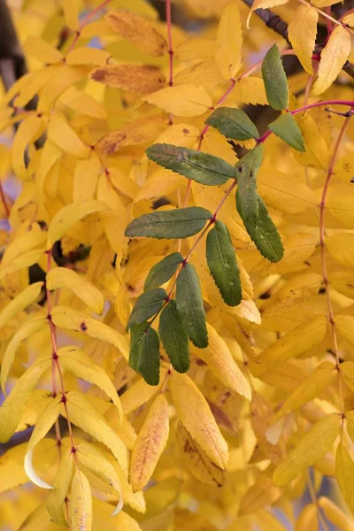 Hermosos colores de otoño en las hojas — Foto de Stock