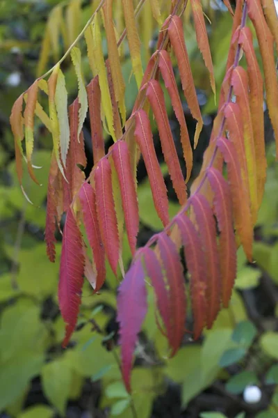 Belas cores de outono nas folhas — Fotografia de Stock