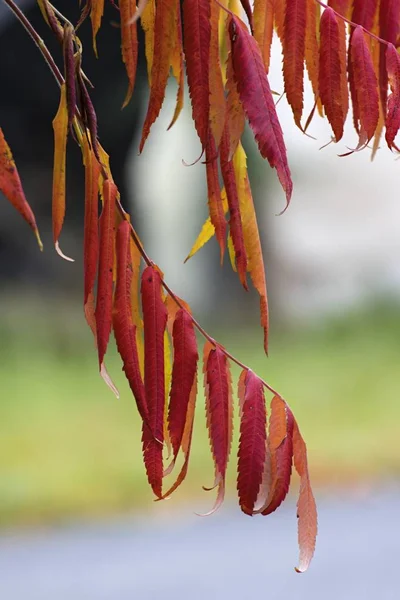 Красивые осенние цвета на листьях — стоковое фото