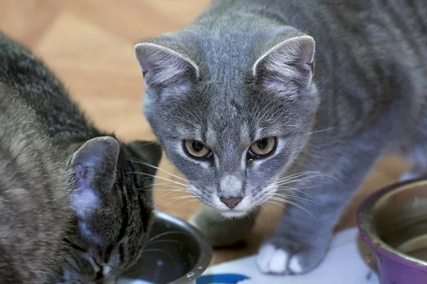 Little tabby kittens at play — стоковое фото