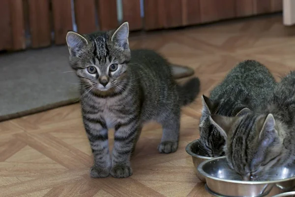 Little tabby kittens at play — стоковое фото