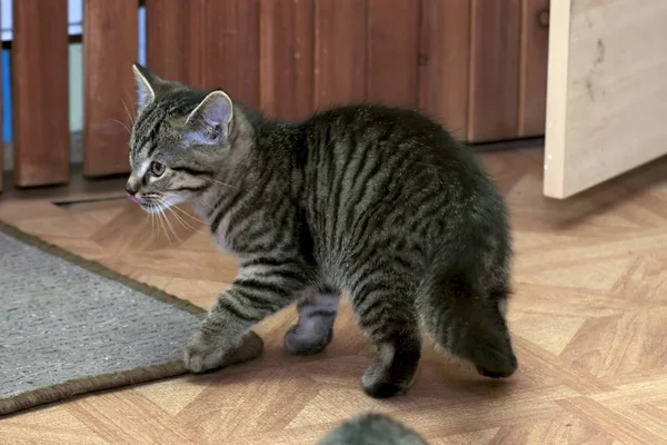 Weinig tabby kittens in het spel — Stockfoto