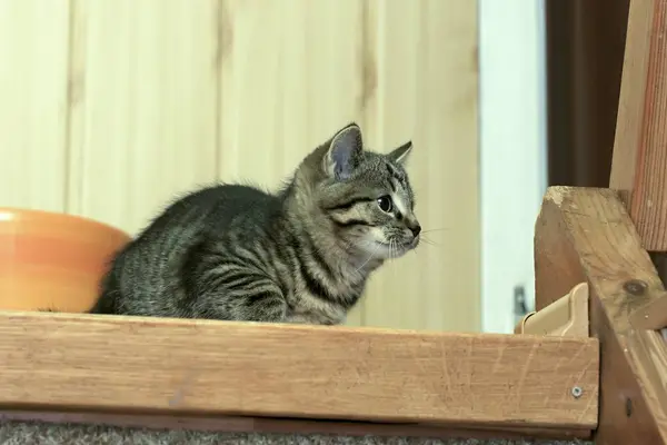 Pequeno tabby gatinhos em jogo — Fotografia de Stock