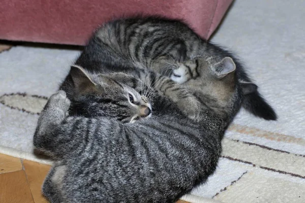 Little tabby kittens at play — Stock Photo, Image