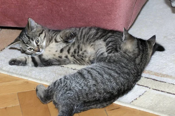 Little tabby kittens at play — Stock Photo, Image