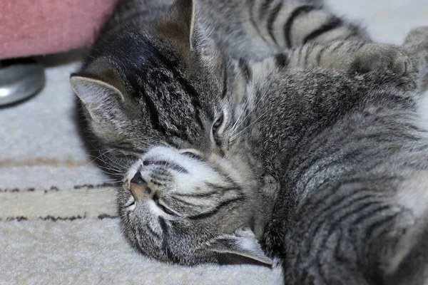 Pequeno tabby gatinhos em jogo — Fotografia de Stock