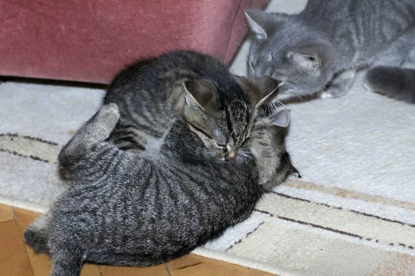 Little tabby kittens at play — стоковое фото