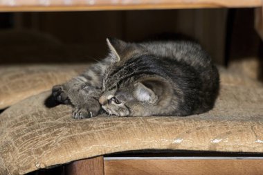 küçük tabby yavru kedi oyun