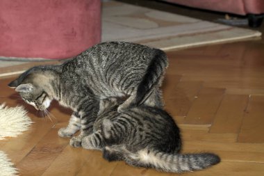 küçük tabby yavru kedi oyun