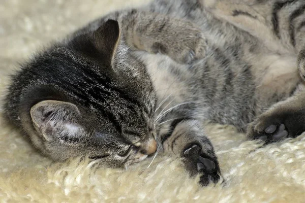 Pequeno tabby gatinhos em jogo — Fotografia de Stock