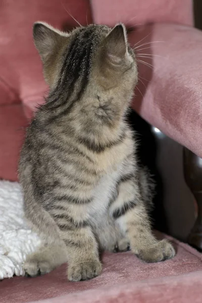 Küçük tabby yavru kedi oyun — Stok fotoğraf