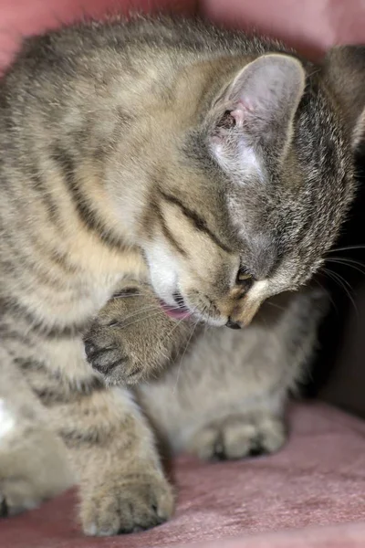 Küçük tabby yavru kedi oyun — Stok fotoğraf