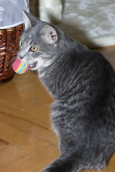 Weinig tabby kittens in het spel — Stockfoto