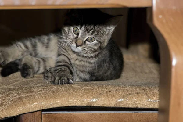 Little tabby kittens at play — стоковое фото