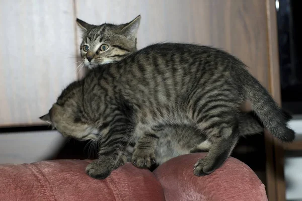 Küçük tabby yavru kedi oyun — Stok fotoğraf