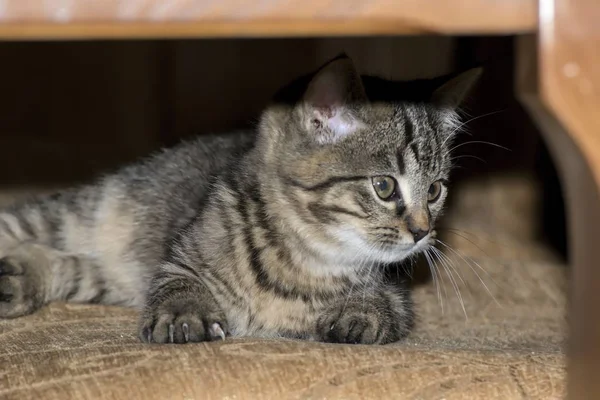 Little tabby kittens at play — стоковое фото