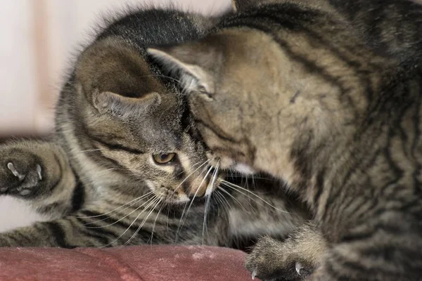 Pequeno tabby gatinhos em jogo — Fotografia de Stock