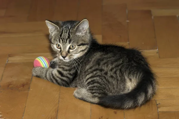Kis cirmos cica, játék — Stock Fotó