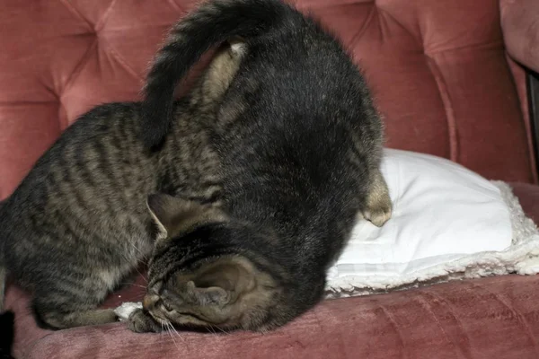 Little tabby kittens at play — стоковое фото