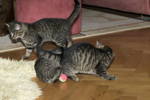 Küçük tabby yavru kedi oyun — Stok fotoğraf