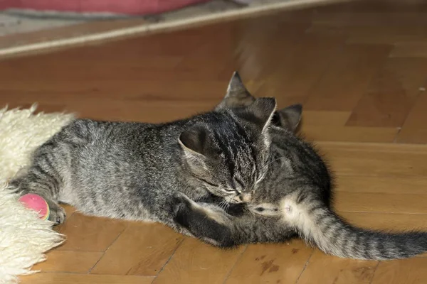 Little tabby kittens at play — стоковое фото