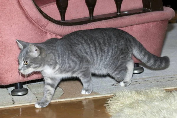 Little tabby kittens at play — Stock Photo, Image