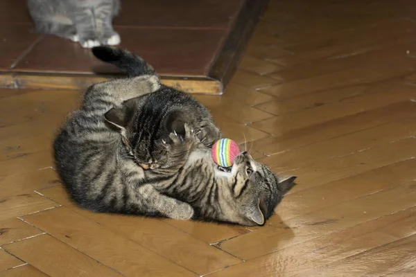 Pequeno tabby gatinhos em jogo — Fotografia de Stock