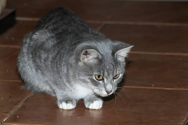 Pequeno tabby gatinhos em jogo — Fotografia de Stock