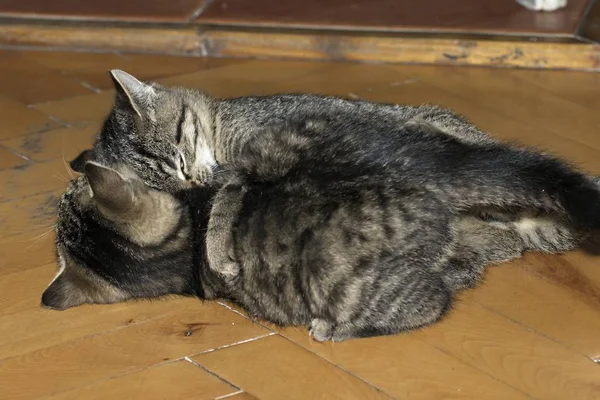 Pequeno tabby gatinhos em jogo — Fotografia de Stock