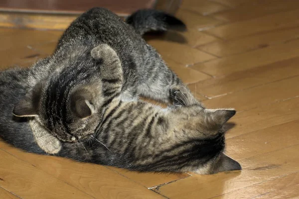 Little tabby kittens at play — стоковое фото