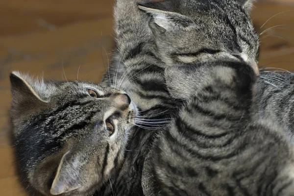 Pequeno tabby gatinhos em jogo — Fotografia de Stock