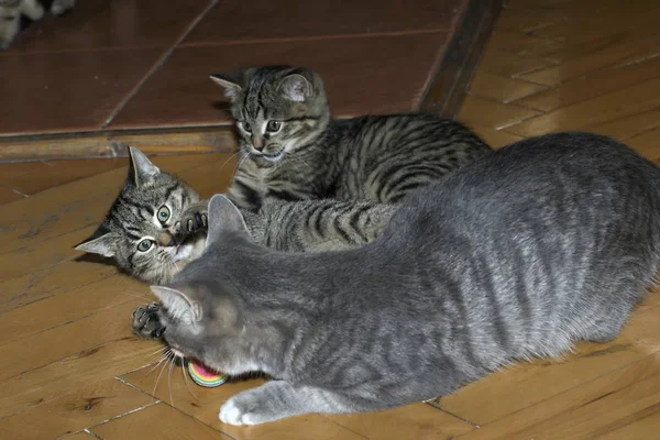 Pequeno tabby gatinhos em jogo — Fotografia de Stock