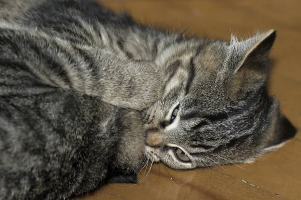 Küçük tabby yavru kedi oyun — Stok fotoğraf