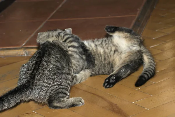 Pequeno tabby gatinhos em jogo — Fotografia de Stock