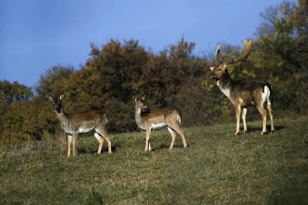 Damherten in een park in het najaar — Stockfoto