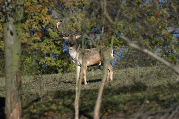 Cervo de pousio em um parque em outono — Fotografia de Stock