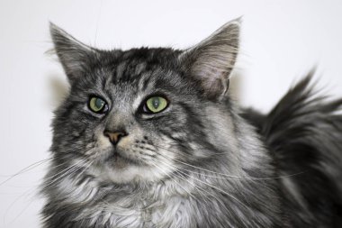 Genç güzel Maine cats dinlenme