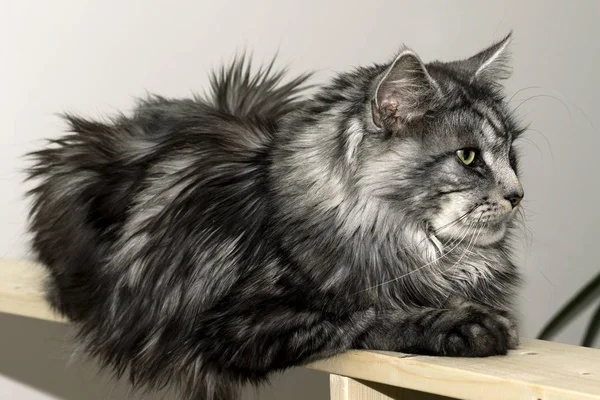 Young beautiful Maine cats resting — Stock Photo, Image