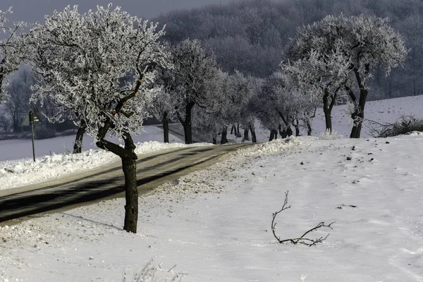 Kaunis luminen talvi maisema puita — kuvapankkivalokuva
