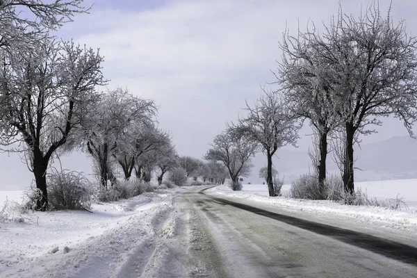木々 の美しい雪の冬風景 — ストック写真