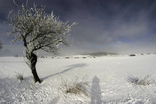 Beau paysage hivernal enneigé avec arbres — Photo
