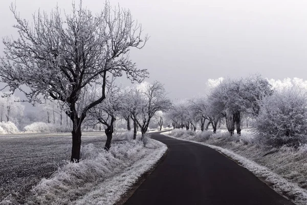 Prachtige besneeuwde winterlandschap met bomen — Stockfoto