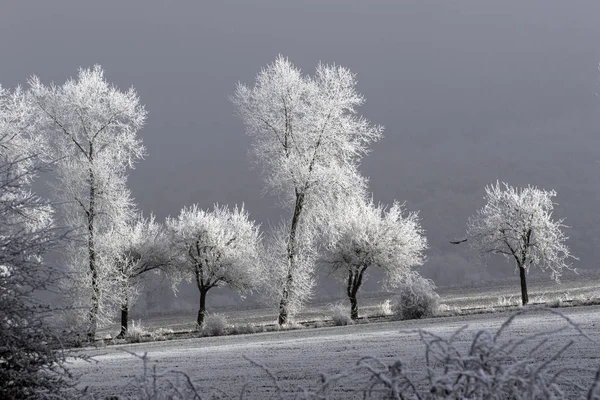 Красивый снежный зимний пейзаж с деревьями — стоковое фото
