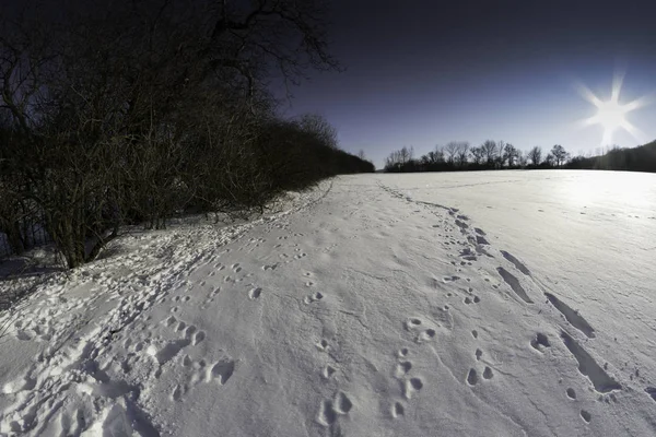 Prachtige besneeuwde winterlandschap met bomen — Stockfoto