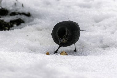 Kışın karda kadın siyah kuş