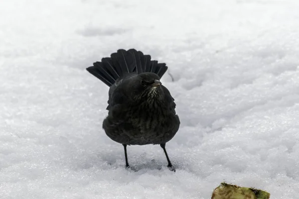 Kışın karda kadın siyah kuş — Stok fotoğraf